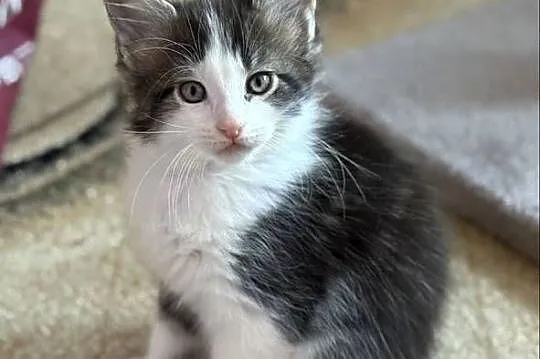 Kocurek Maine Coon gotowy do odbioru, Dolnośląskie, Wrocław