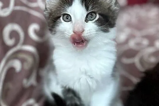 Kocurek Maine Coon gotowy do odbioru, Dolnośląskie, Wrocław