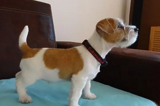 Jack Russell Terrier szczeniak z rodowodem FCI - P