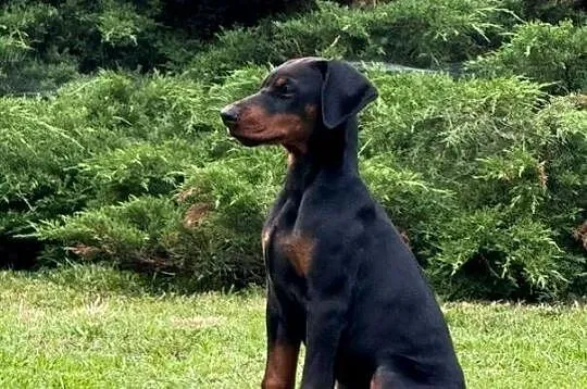 Szczenięta dobermana po Championie z doskonałym rodowodem (FCI) ZKwP, Lubelskie, Lublin