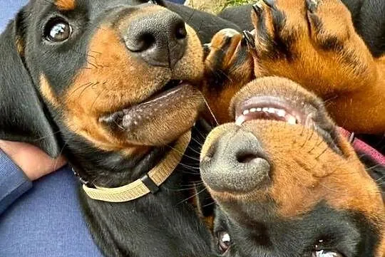 Szczenięta dobermana po Championie z doskonałym rodowodem (FCI) ZKwP, Lubelskie, Lublin