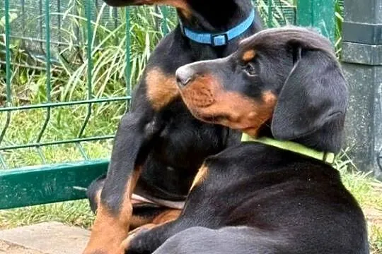 Szczenięta dobermana po Championie z doskonałym rodowodem (FCI) ZKwP, Lubelskie, Lublin