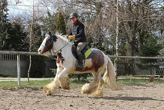 Sprzedam 13 letnią klacz