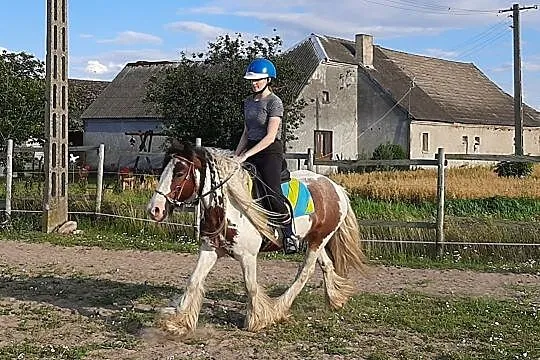 Sprzedam 13 letnią klacz