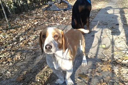 Basset / beagle Filipek szuka domku