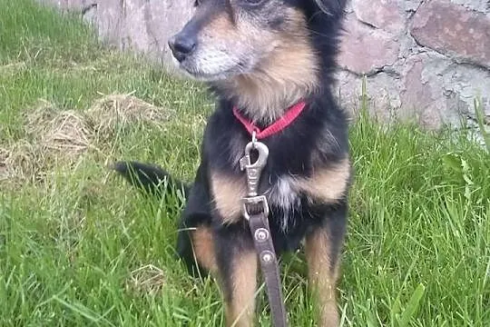 Sisi do adopcji!