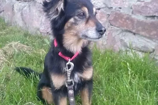 Sisi do adopcji!