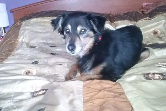 Sisi do adopcji!