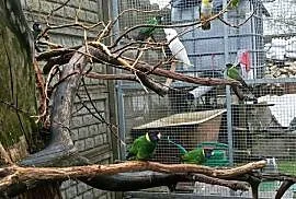 Barnard czarnogłowy (Kragen) Kakadu Amazonka Barwinka