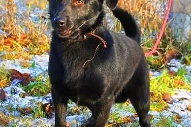 BĄBEL - piękny, 1,5 roczny 8 kg psiak szuka domu, 