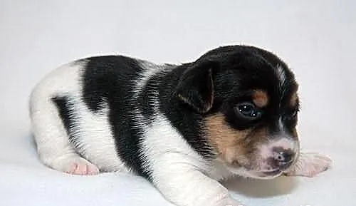 Jack Russell Terrier z Łatkowego Klanu - Amor