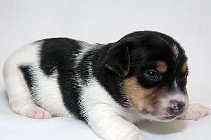 Jack Russell Terrier z Łatkowego Klanu - Amor