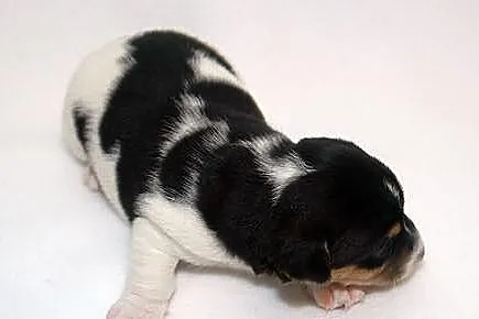Jack Russell Terrier z Łatkowego Klanu - Amor