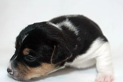 Jack Russell Terrier z Łatkowego Klanu - Amor