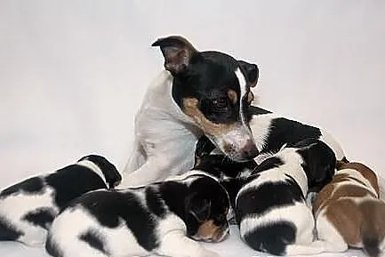 Jack Russell Terrier z Łatkowego Klanu - Amor