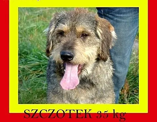 40kg,młody,kontaktowy,w typie owczarka,pies SZCZOT