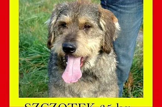 40kg,młody,kontaktowy,w typie owczarka,pies SZCZOT
