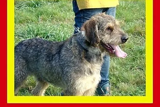 40kg,młody,kontaktowy,w typie owczarka,pies SZCZOT