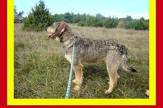 40kg,młody,kontaktowy,w typie owczarka,pies SZCZOT