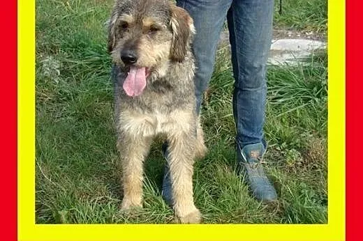 40kg,młody,kontaktowy,w typie owczarka,pies SZCZOT