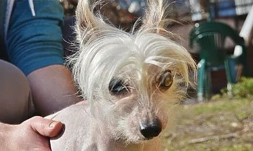Ksieżnicza - urocza, starsza sunia - do adopcji,