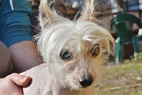 Ksieżnicza - urocza, starsza sunia - do adopcji,  
