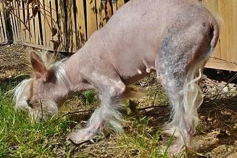Ksieżnicza - urocza, starsza sunia - do adopcji,  