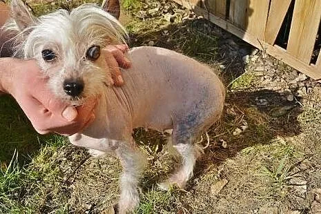 Ksieżnicza - urocza, starsza sunia - do adopcji,  