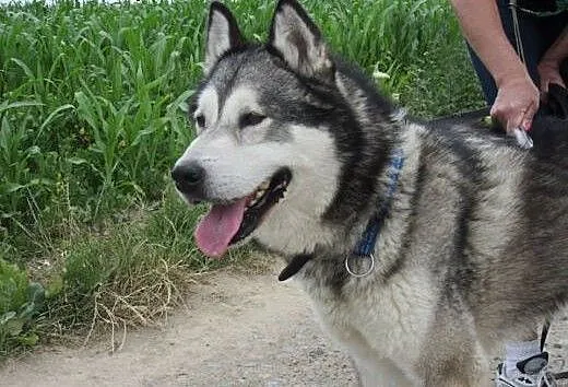Bakster piękny husky szuka domu!, podkarpackie Pr