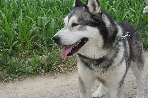 Bakster piękny husky szuka domu!,  podkarpackie Pr