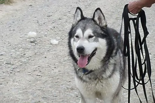 Bakster piękny husky szuka domu!,  podkarpackie Pr