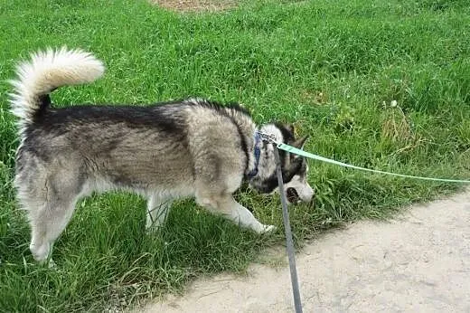 Bakster piękny husky szuka domu!,  podkarpackie Pr