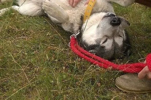 Bakster piękny husky szuka domu!,  podkarpackie Pr
