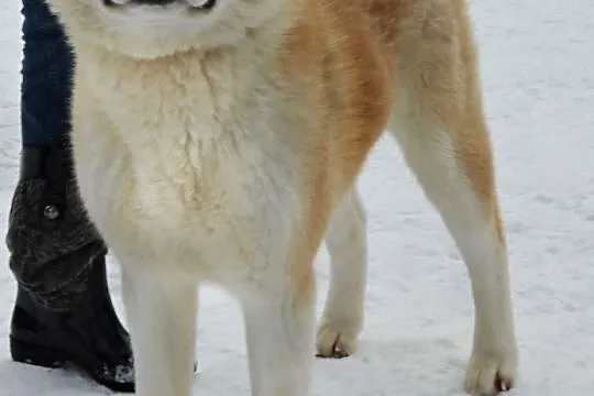 Akita , akita japonska , piękny pies 9 miesięczny , Stronie Śląskie
