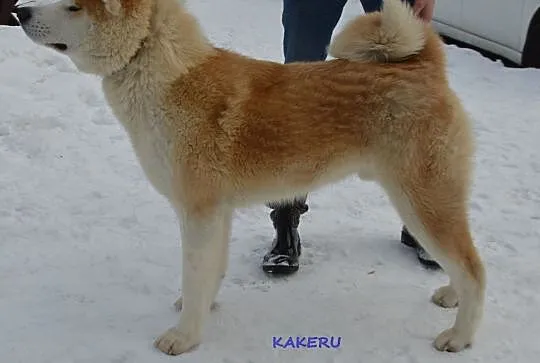 Akita , akita japonska , piękny pies 9 miesięczny , Stronie Śląskie