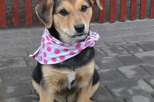 Molly- 10 tyg spokojna, delikatna, pieszczocha, kt