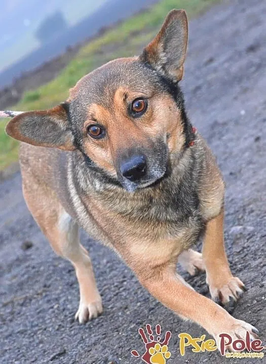 GOZO-superaśny, bardzo grzeczny, miły i spokojny nieduży psiak, adopcja, Małopolskie, Kraków