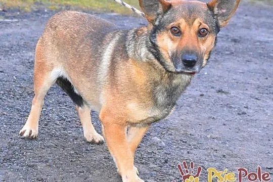 GOZO-superaśny, bardzo grzeczny, miły i spokojny nieduży psiak, adopcja, Małopolskie, Kraków