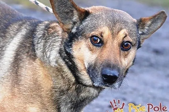 GOZO-superaśny, bardzo grzeczny, miły i spokojny nieduży psiak, adopcja, Małopolskie, Kraków