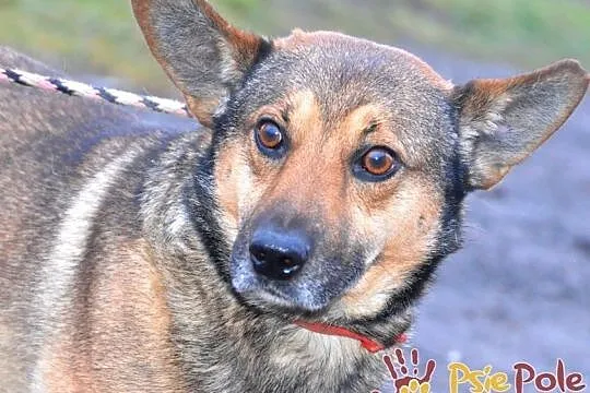 GOZO-superaśny, bardzo grzeczny, miły i spokojny nieduży psiak, adopcja, Małopolskie, Kraków