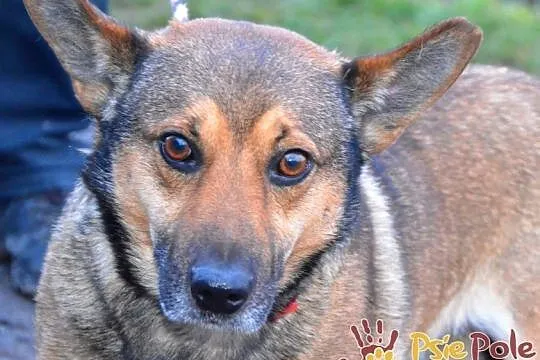 GOZO-superaśny, bardzo grzeczny, miły i spokojny nieduży psiak, adopcja, Małopolskie, Kraków