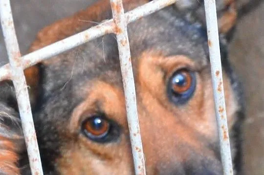 GOZO-superaśny, bardzo grzeczny, miły i spokojny nieduży psiak, adopcja, Małopolskie, Kraków