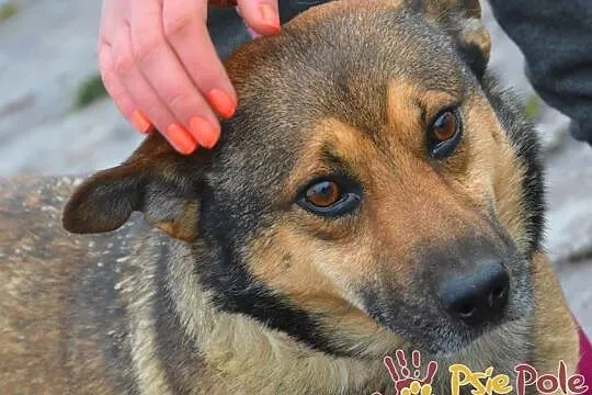 GOZO-superaśny, bardzo grzeczny, miły i spokojny nieduży psiak, adopcja, Małopolskie, Kraków