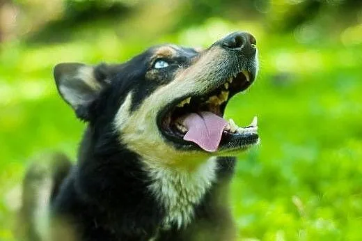Hasan w typie husky - zapewnij mi aktywny dom ,  pomorskie Gdańsk