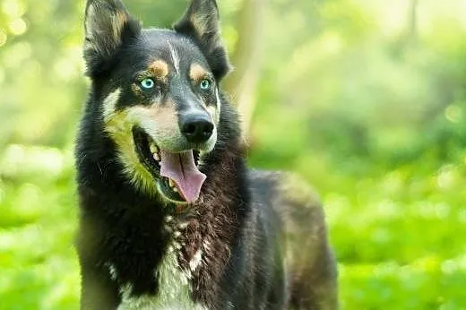 Hasan w typie husky - zapewnij mi aktywny dom ,  p
