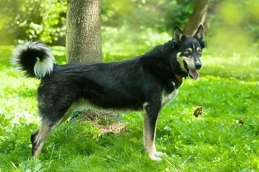 Hasan w typie husky - zapewnij mi aktywny dom ,  p