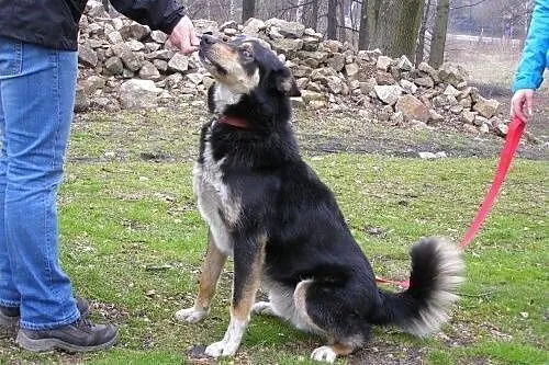Hasan w typie husky - zapewnij mi aktywny dom ,  p