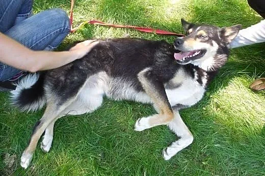Hasan w typie husky - zapewnij mi aktywny dom ,  p