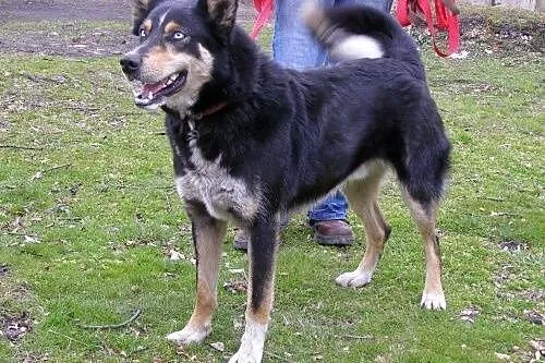 Hasan w typie husky - zapewnij mi aktywny dom ,  p