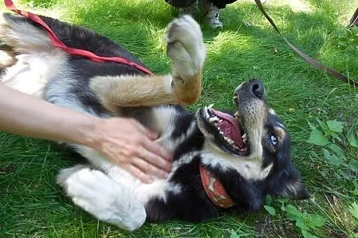 Hasan w typie husky - zapewnij mi aktywny dom ,  p